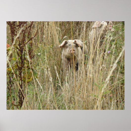 Niedliche Schweineblatte Poster (Vorne)