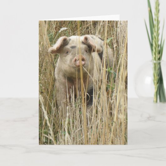 Niedliche Schweinekarte Karte (Vorderseite)