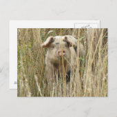 Niedliche Schweinekarte Postkarte (Vorne/Hinten)