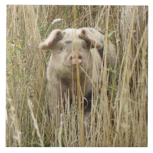 Niedliche Schweineteile Fliese (Vorderseite)