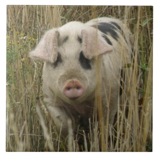 Niedliche Schweineteile Fliese (Vorderseite)