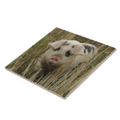 Niedliche Schweineteile Fliese (Seite)
