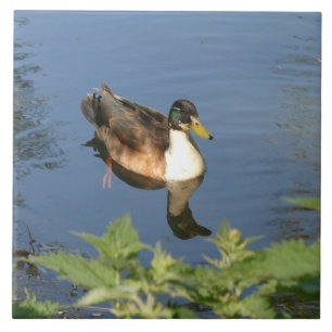 Niedliche schwimmende Ente Keramikfliese