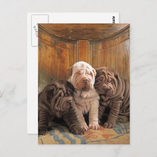 Niedliche Shar Pei-Träumer Postkarte (Vorne/Hinten)