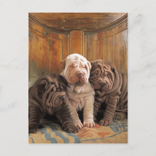 Niedliche Shar Pei-Träumer Postkarte (Vorderseite)