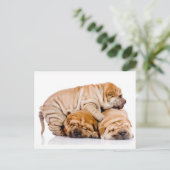 Niedliche Shar Pei Welpen Postkarte (Stehend Vorderseite)