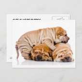 Niedliche Shar Pei Welpen Postkarte (Vorne/Hinten)