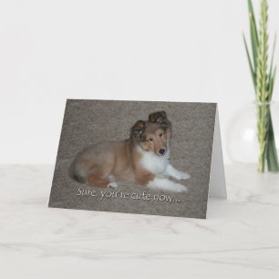 Niedliche Sheltie Geburtstagskarte Karte