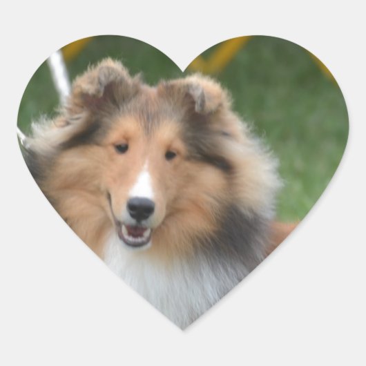 Niedliche Sheltie Herz-Aufkleber (Vorderseite)
