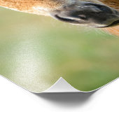 Niedliche Shetland Pony Foal Horse Head Frontal - Fotodruck (Ecke)