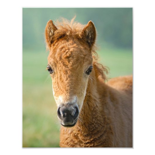 Niedliche Shetland Pony Foal Horse Head Frontal - Fotodruck (Vorne)