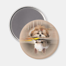 Niedliche shih tzu und chihuahua