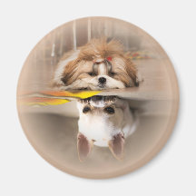 Niedliche shih tzu und chihuahua