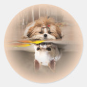 Niedliche shih tzu und chihuahua runder aufkleber (Vorderseite)