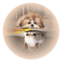 Niedliche shih tzu und chihuahua