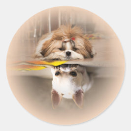 Niedliche shih tzu und chihuahua runder aufkleber