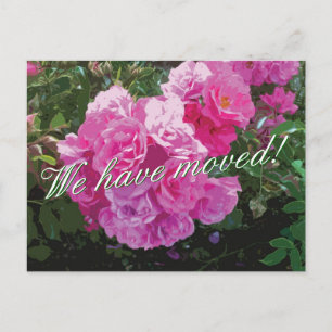 Niedliche, sich bewegende Postkarten mit rosa rosa