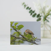 Niedliche Singing Robin DIY Postcard Postkarte (Stehend Vorderseite)