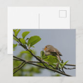 Niedliche Singing Robin DIY Postcard Postkarte (Vorne/Hinten)