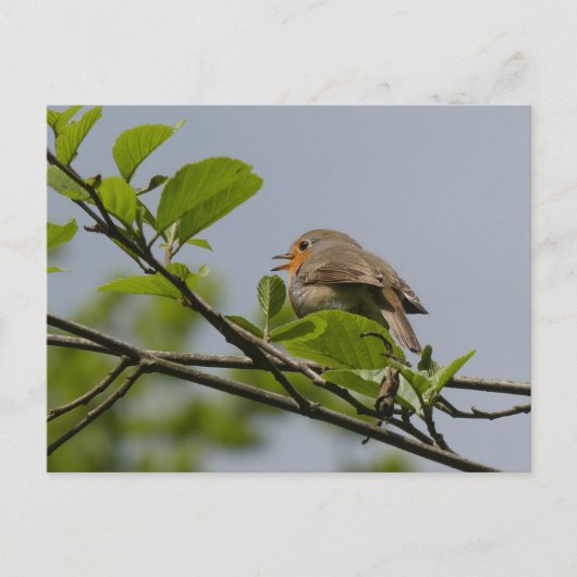 Niedliche Singing Robin DIY Postcard Postkarte (Vorderseite)