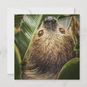 Niedliche Sloth Holiday Card Feiertagskarte