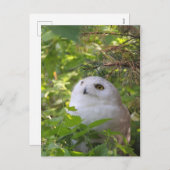 Niedliche Snowy-Eule Feiertagspostkarte (Vorne/Hinten)