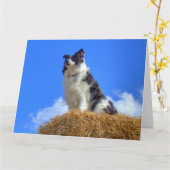 Niedliche Sommer-Border-Collie Karte (Gelbe Blume)