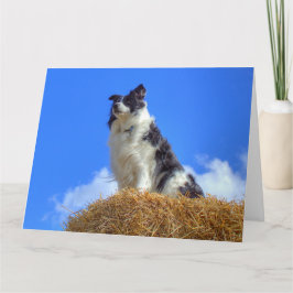 Niedliche Sommer-Border-Collie Karte