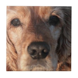 Niedliche Spaniel-Fliese Fliese