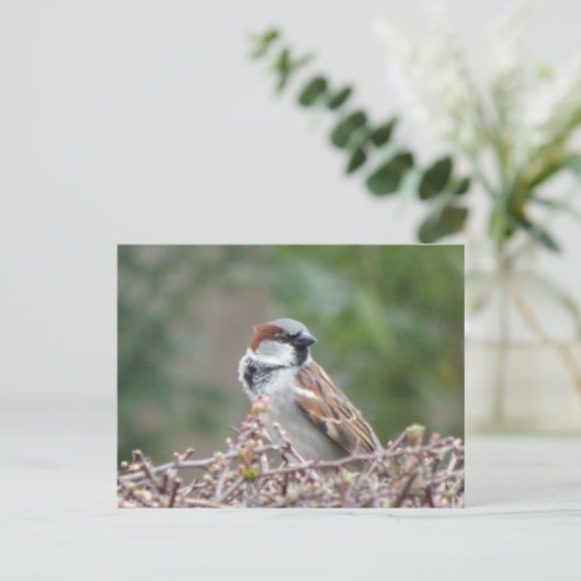 Niedliche Sparrow DIY Postkarte (Stehend Vorderseite)