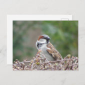 Niedliche Sparrow DIY Postkarte (Vorne/Hinten)