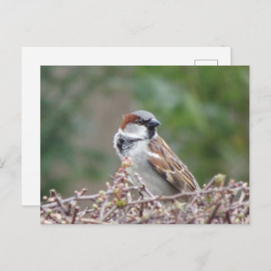 Niedliche Sparrow DIY Postkarte (Vorne/Hinten)