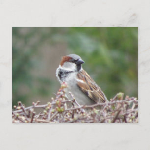Niedliche Sparrow DIY Postkarte