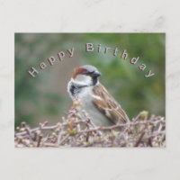 Niedliche Sparrow Happy Birthday Postcard