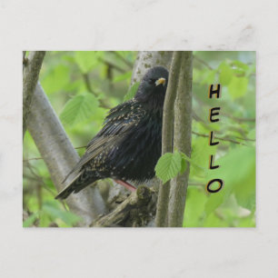 Niedliche Starling Cust. HELLO Postcard Postkarte