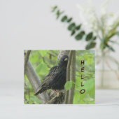Niedliche Starling Cust. HELLO Postcard Postkarte (Stehend Vorderseite)