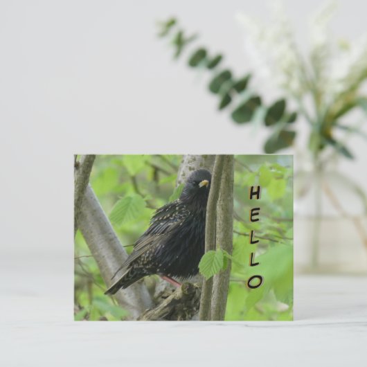 Niedliche Starling Cust. HELLO Postcard Postkarte (Stehend Vorderseite)