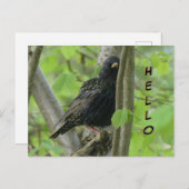 Niedliche Starling Cust. HELLO Postcard Postkarte (Vorne/Hinten)