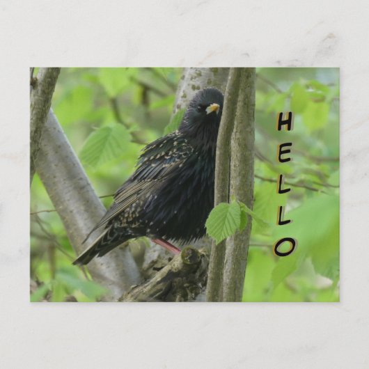 Niedliche Starling Cust. HELLO Postcard Postkarte (Vorderseite)