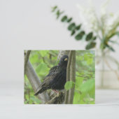 Niedliche Starling DIY Postkarte (Stehend Vorderseite)