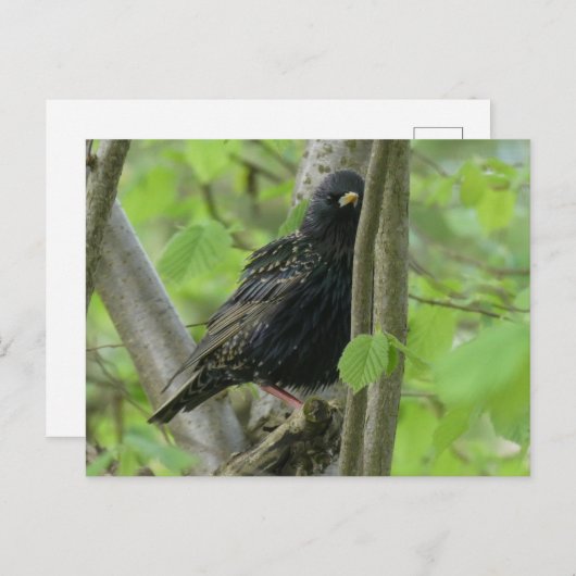 Niedliche Starling DIY Postkarte (Vorne/Hinten)
