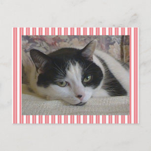 Niedliche Streifen der weißen Katze Rosa Postkarte
