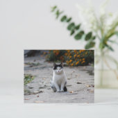 niedliche streunende Katze Postkarte (Stehend Vorderseite)