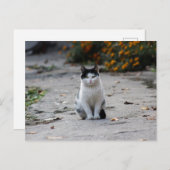 niedliche streunende Katze Postkarte (Vorne/Hinten)