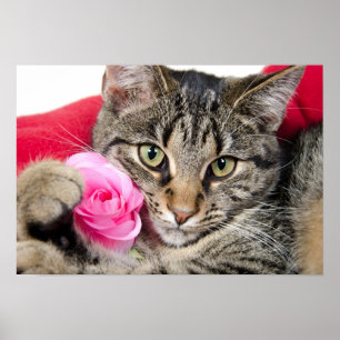 Niedliche Tabby-Katze mit Rose Poster