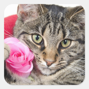Niedliche Tabby-Katze mit Rose Quadratischer Aufkleber