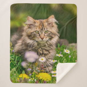 Niedliche Tabby Maine Coon Kitten Cat Animal Head Sherpadecke