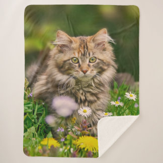 Niedliche Tabby Maine Coon Kitten Cat Animal Head  Sherpadecke