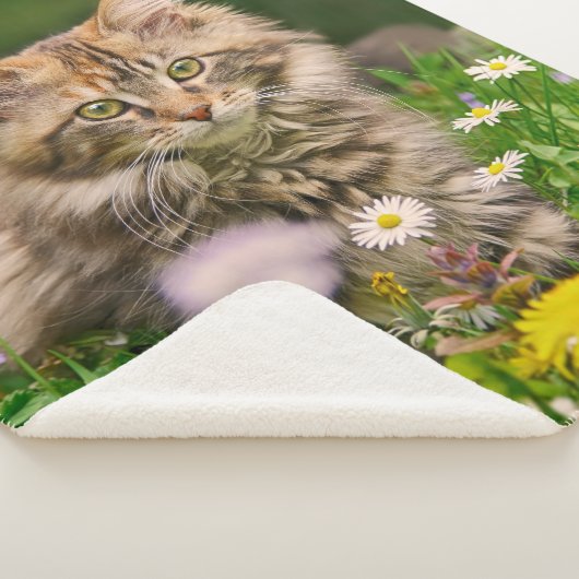 Niedliche Tabby Maine Coon Kitten Cat Animal Head Sherpadecke (3/4)