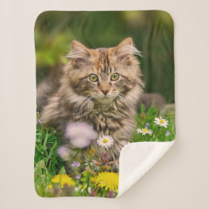 Niedliche Tabby Maine Coon Kitten Cat Animal Head  Sherpadecke